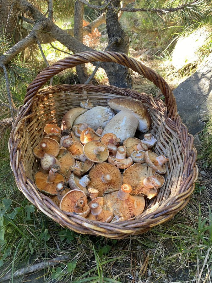 bolets