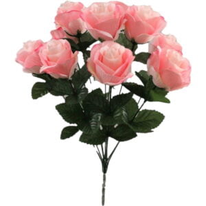 rosa rosa